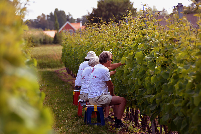Foto: Vingården i Klagshamn