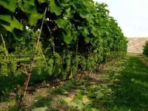 svenskt_vin-1200×900-1-1024×768 vvvvvvvvvvvv